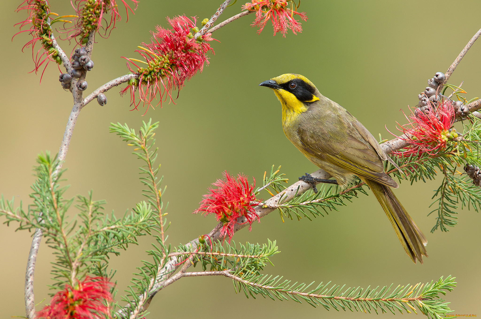 yellow-tufted honeyeater, , , 